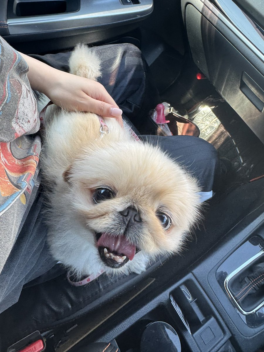 ぺこたんとエメ tweet media