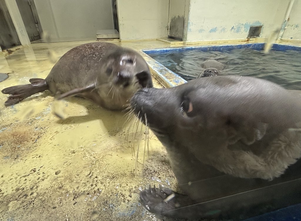 2025に撮ったアザラシたち