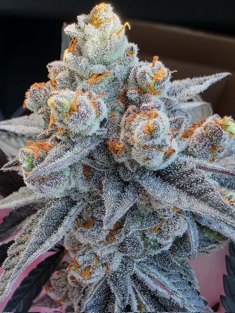 Don't you love the smell of Pie Hoe in the morning? #CannabisCommunity #cannabisculture #StonerFam #Mmemberville #CannabisPhotography