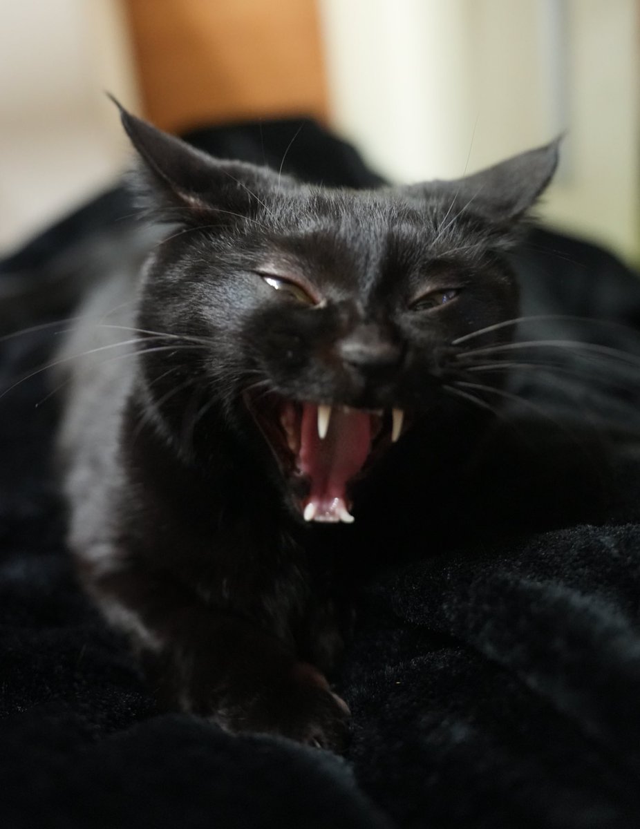 【黒猫】 ドロップス クロ Drops Kuro イエローアイ 猫のぬいぐるみ 仔猫