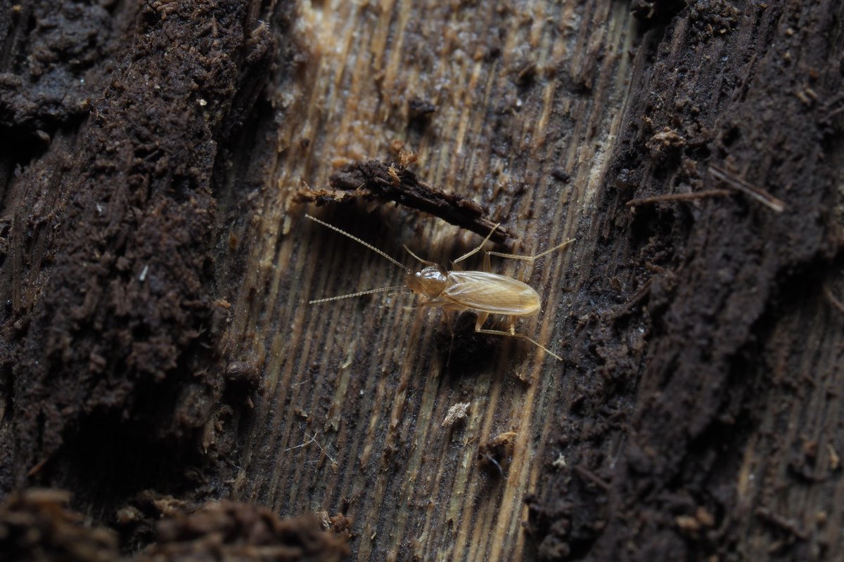 2025 今年見られた最高のゴキブリ11

フシギホラアナゴキブリ‼️
今年、私の地元の長崎県から記載された新種のホラアナゴキブリ❗️
朽ちた竹を割ると出てくる！
黄金色と他のホラアナと比較して長い翅が特徴！
地元ということもあり、今年見つけることができて1番嬉しかった思い出深いゴキブリ！