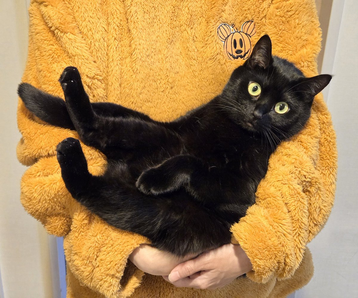 のある@黒猫垢 (@noaru529) / Posts / X