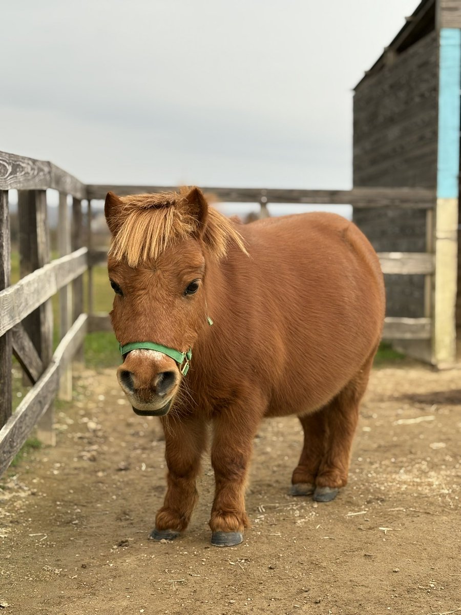ちっこくてかわいいお馬さん…
