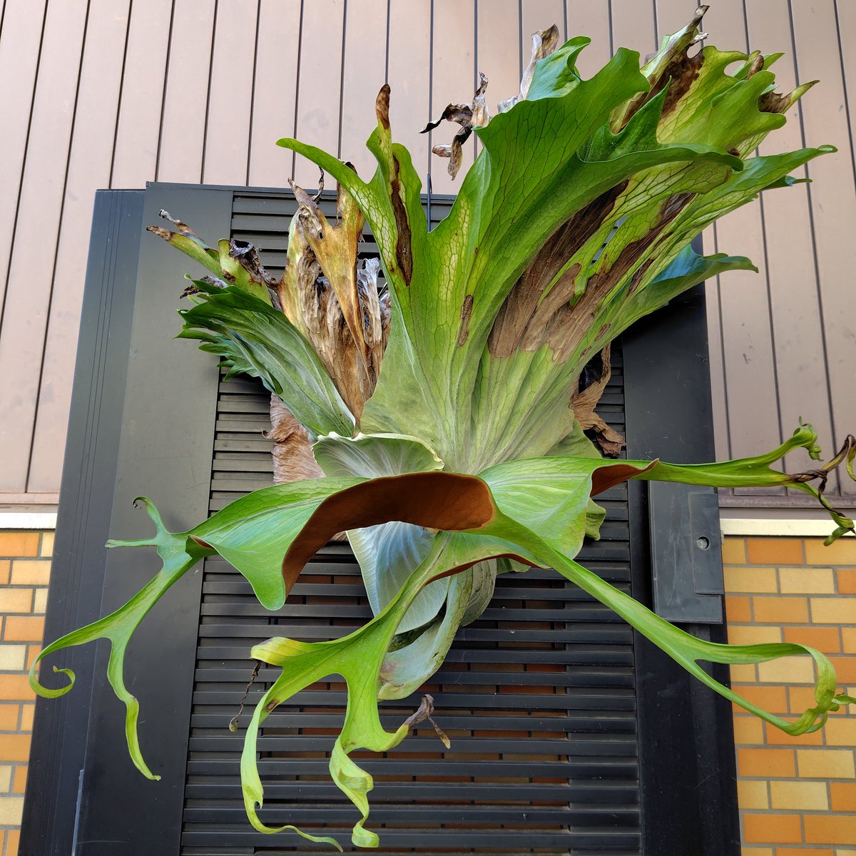 今年も皆様のおかげで良い草ライフがおくれました。ありがとうございます🙇来年もSporeに実生に楽しみがいっぱい😆