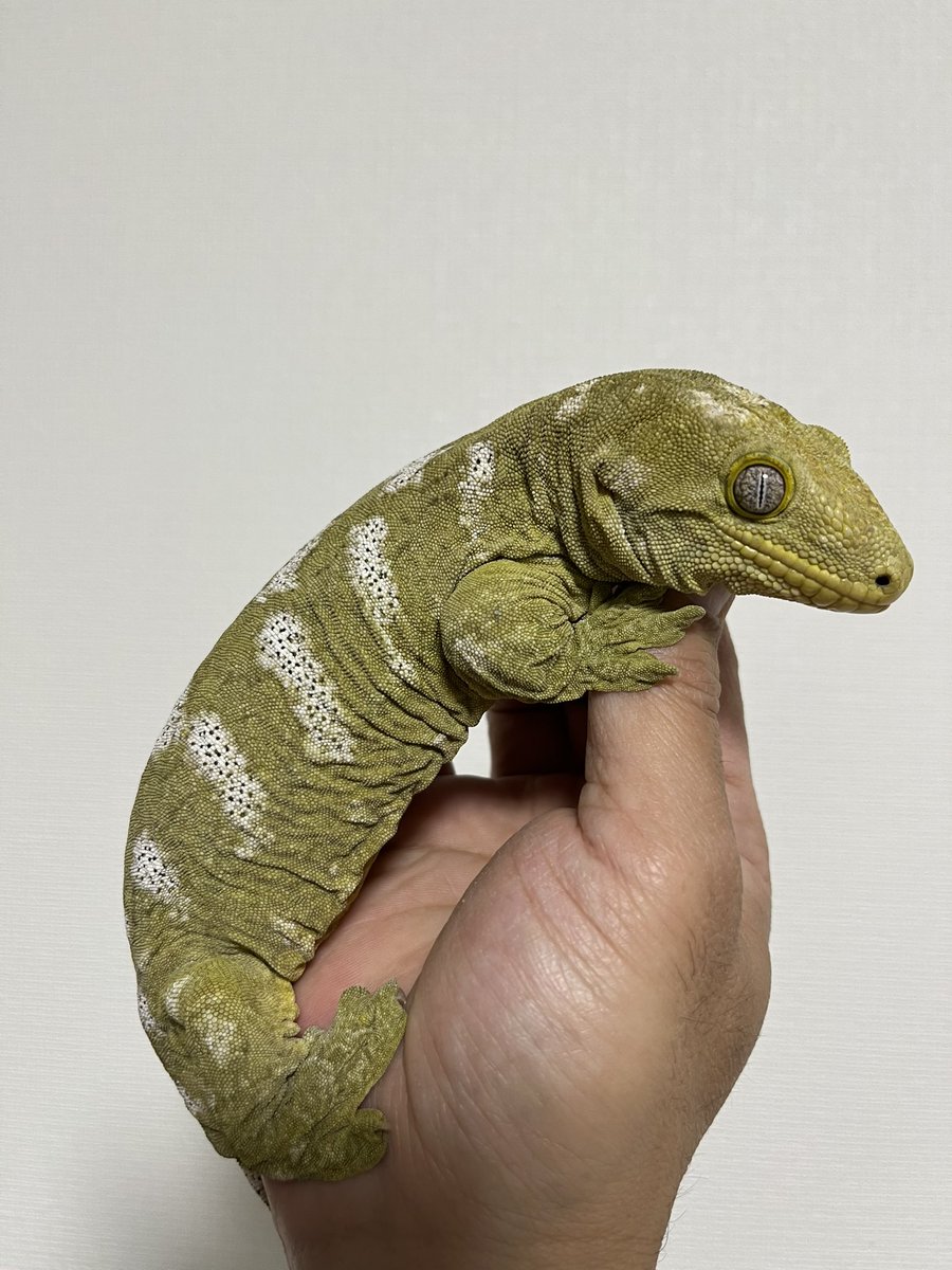 gecko_rose's tweet photo. 関わってくださった皆様、ありがとうございます😊お世話になりました。
来年もよろしくお願いいたします🙇 https://t.co/o6akr94Z8c