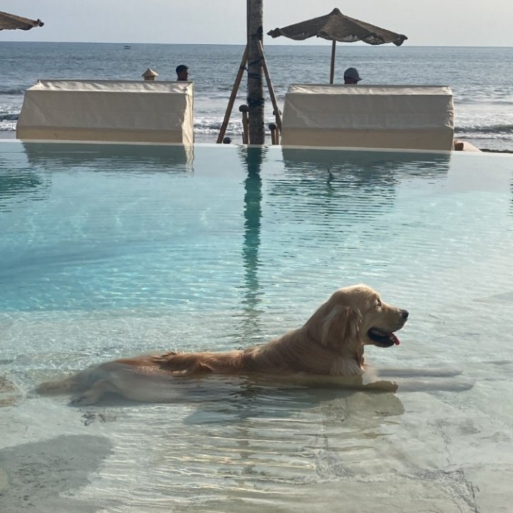 🐕‍🦺 tweet media