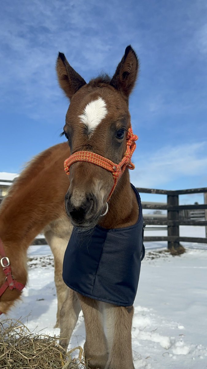 たまこ (@egg24k) / Posts / X