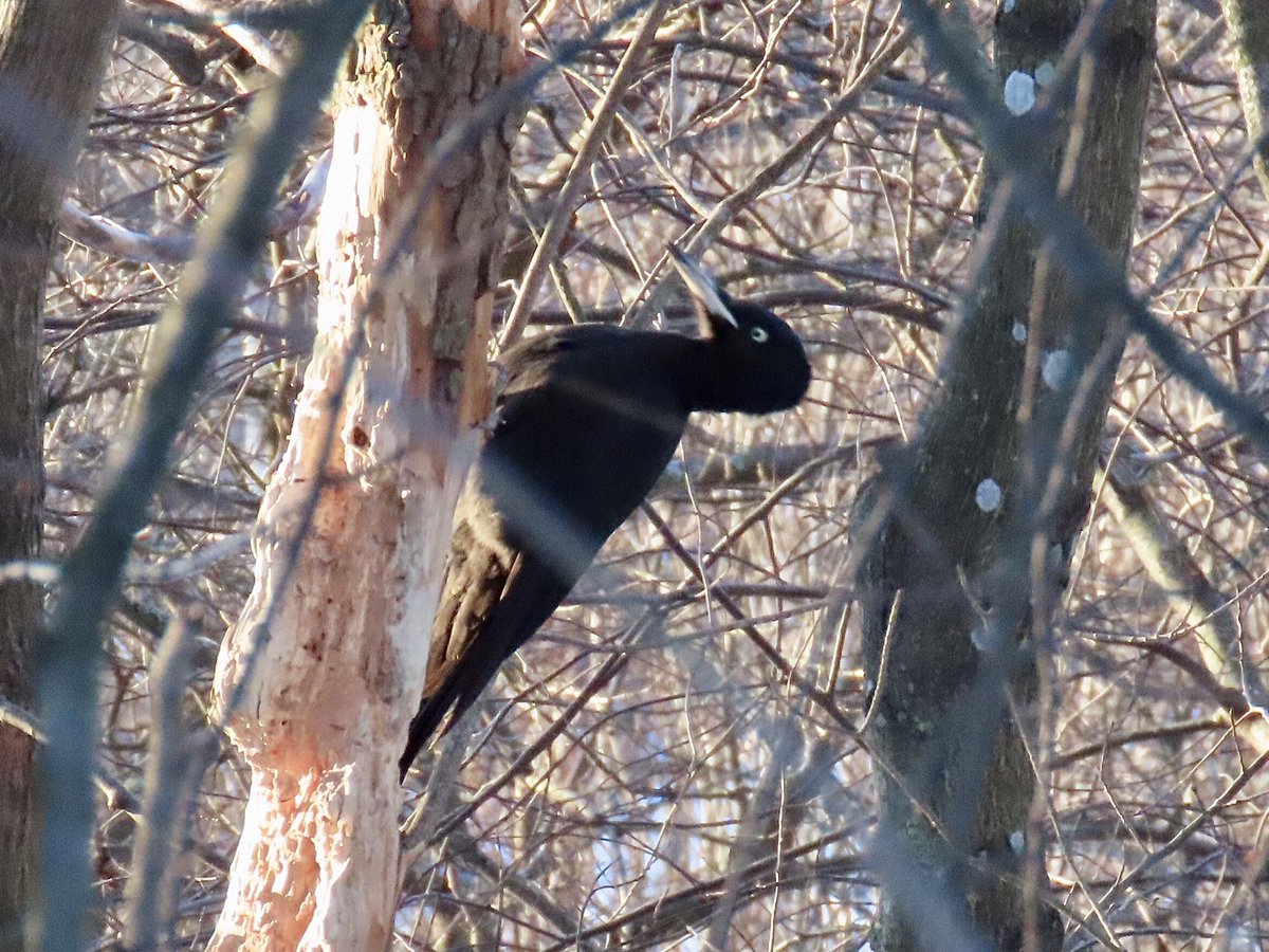 Kyllä jo koputteluäänestä arvaa, että asialla on #palokärki. #linnut #tali