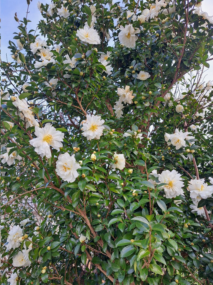 ヤマナカ Shin Yamanaka tweet media