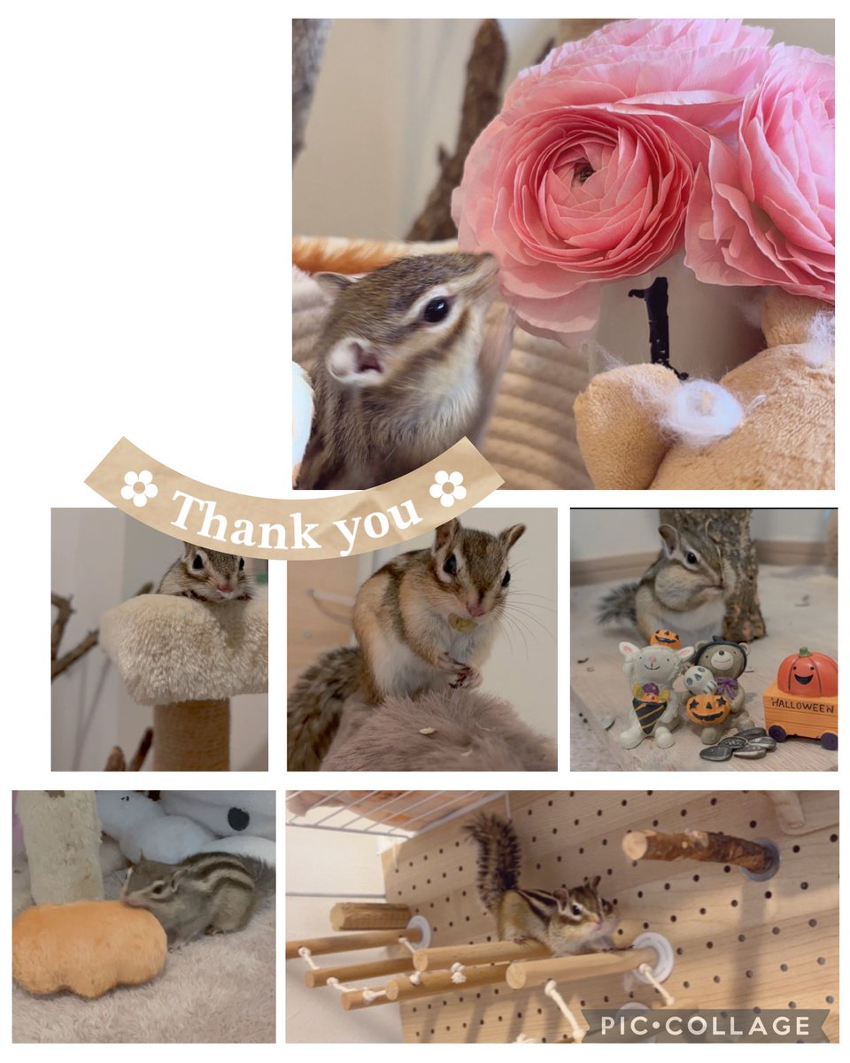 S2021coconuts's tweet photo. 今年もありがとうございました🐿💗

🐿いっぱいに包まれる1年本当に
いつも幸せもらってます！！💗

ココちゃんもロロくんも元気に
過ごしてもらえて嬉しかったです( *´꒳`*)

皆様も良いお年をお迎え下さい❁⃘*.ﾟ

#シマリス 
#今年もありがとうございました https://t.co/fB2IsFkqZv