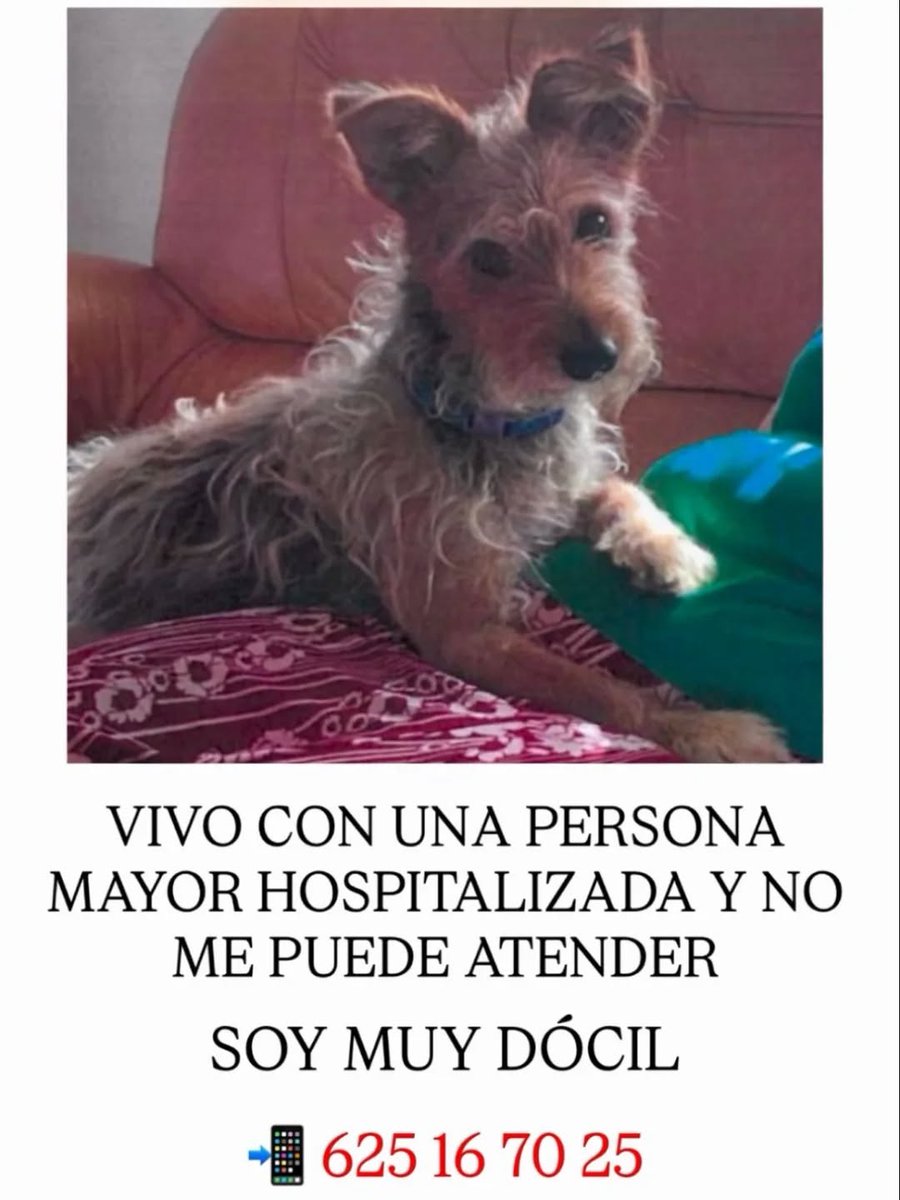 #CÁDIZ
Piden ayuda para encontrar un hogar a este perrillo de 9 añitos, su humano es una persona de edad que está en el hospital y ya no le va a poder cuidar.

Es muy buenecito.

Está en Jerez, pero entendemos que podría viajar.

Contacto; 652 16 70 25