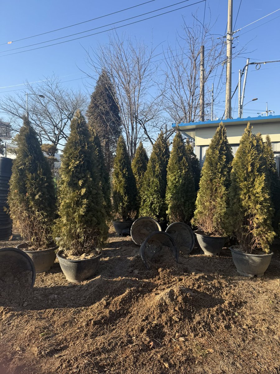 오늘은 남사 가서 나무 쇼핑을 했어요.. 나무 가격은 생각보다 괜찮았는데 화분이 이렇게 비싼진 몰랐어요…..