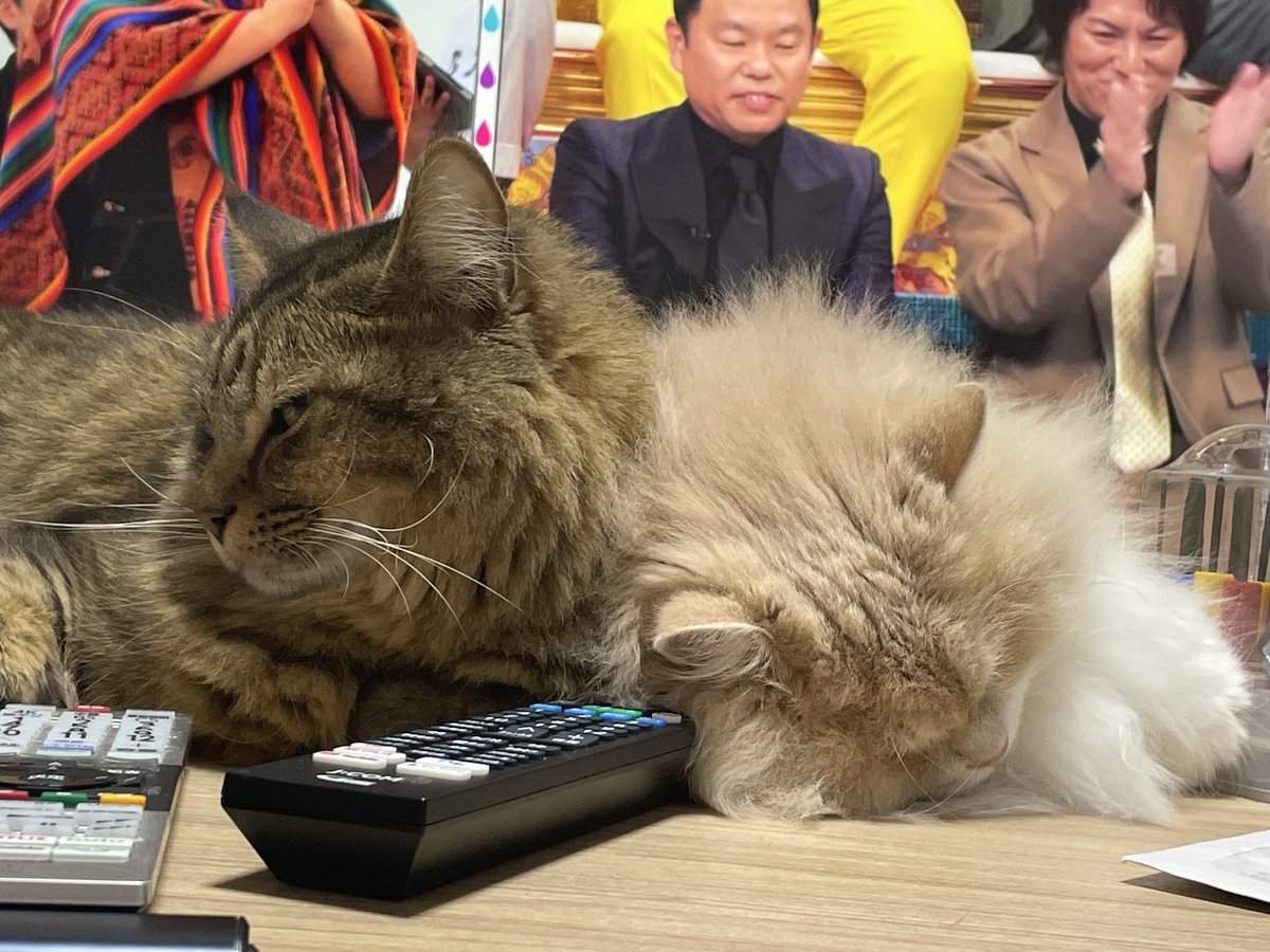 えっちな葵もかの日常 tweet media