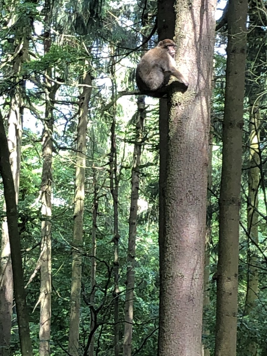 Time for some trees. trees, the silent storytellers of nature.