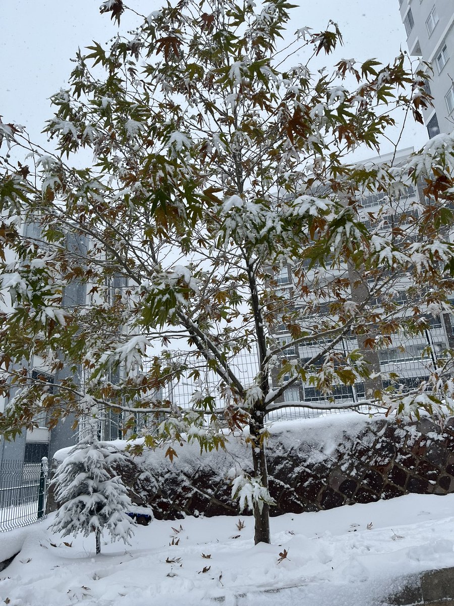 Büşra Güvenen tweet media