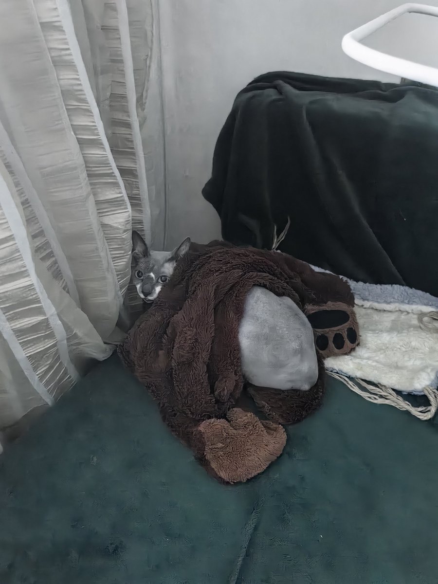 в шкуре дикого медведя