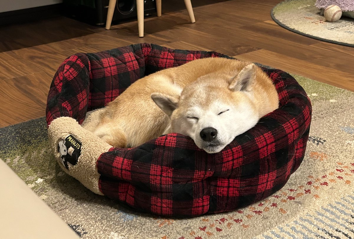 蟬太 (senta) (@minmin_157) on Twitter photo 