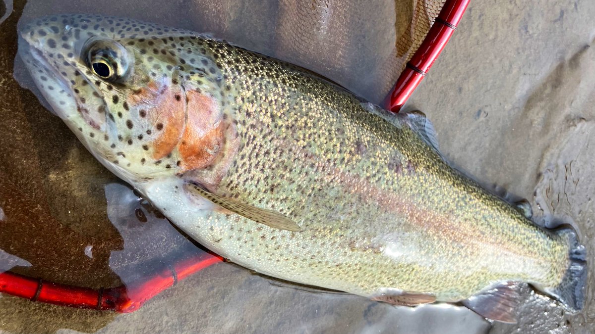 とことこ🚶‍♀️みーちゃん🐰 (@miiichan_1225) / Posts / X