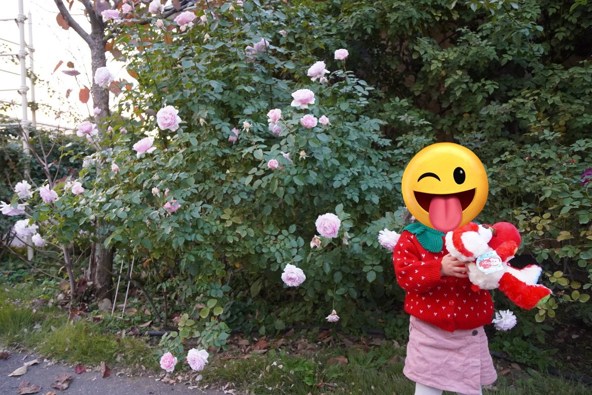 ham29star's tweet photo. 今年も何とか楽しく過ごせました。
ではまた来年〜 https://t.co/AGYxIrmq0t