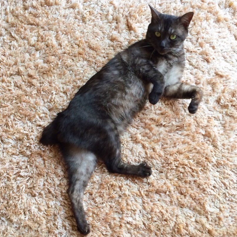 あしやひろ tweet media