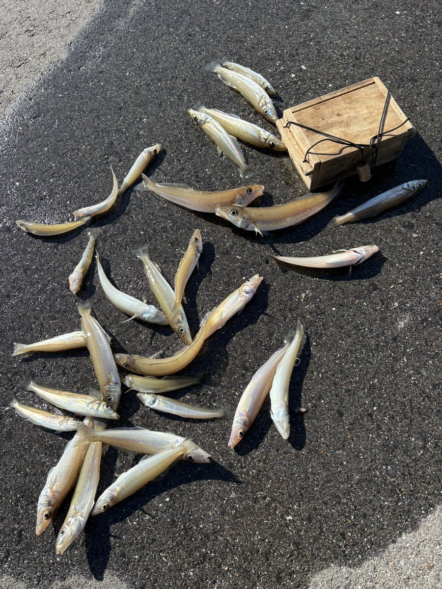 あわー(J.F.F) tweet media