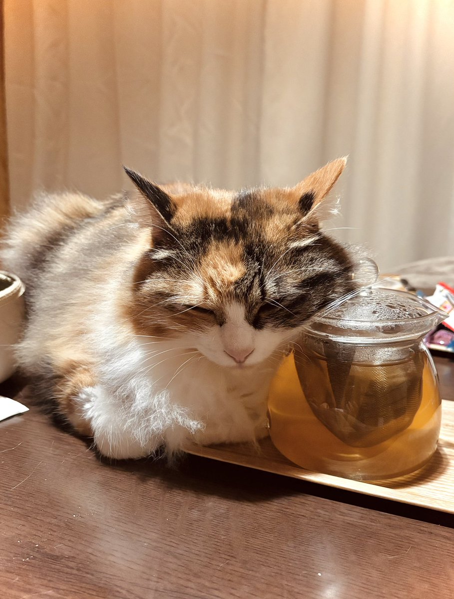 raden108s's tweet image. 年の瀬です。猫が茶で暖をとってる。
