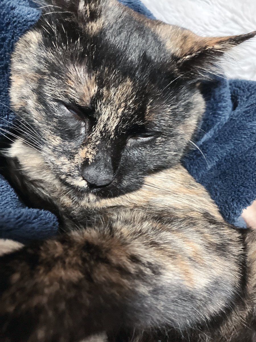 okaki_n's tweet photo. 腕の中で眠る赤ちゃん https://t.co/Z2vRHOpBkg