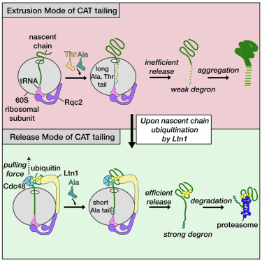 Molecular Cell tweet media