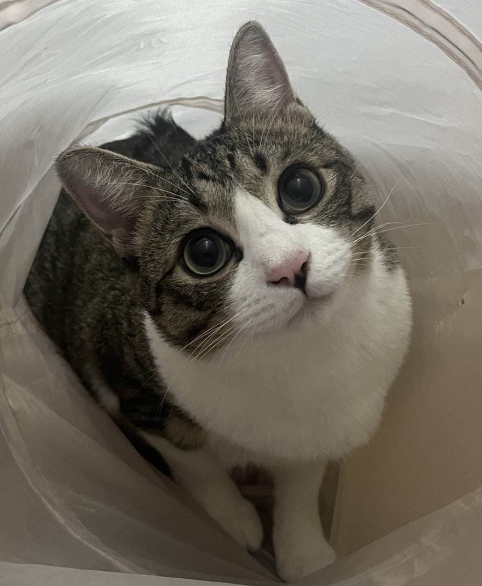 週休8日の猫吸い (@8VA64ArRkX7nOHE) / Posts / X