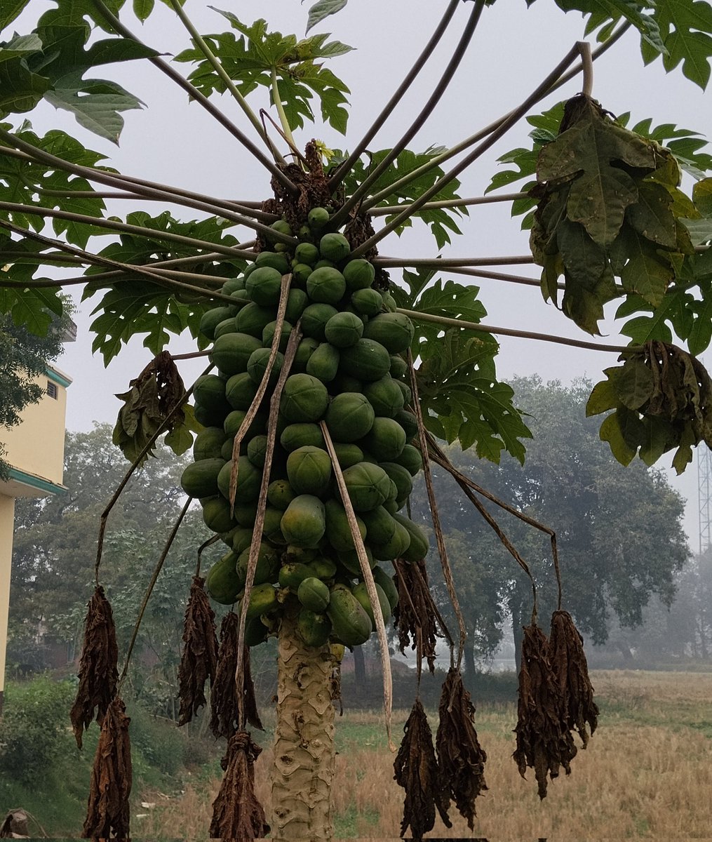 Satish_Microbes's tweet photo. Happy New Year! 
Thanks to everyone for everything 🙏
A classical symptoms of Anthracnose disease on papaya fruits caused by Colletotrichum sp. https://t.co/8l3Um9XbVO