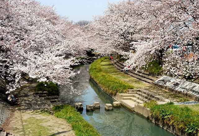 htomsn's tweet photo. 埼玉県鴻巣市吹上町、
旧中山道、間の宿・吹上宿、中心部元荒川。
桜の名所として知られております。#saitamaRH https://t.co/AG5k4Ey8Ru