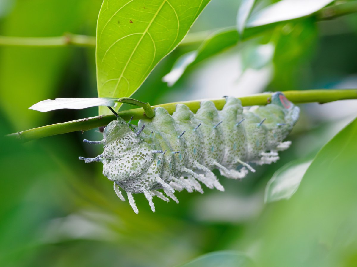 Actiusaliena's tweet image. 悲願だったヨナグニサンの幼虫を観察出来たので今年は満足です。
