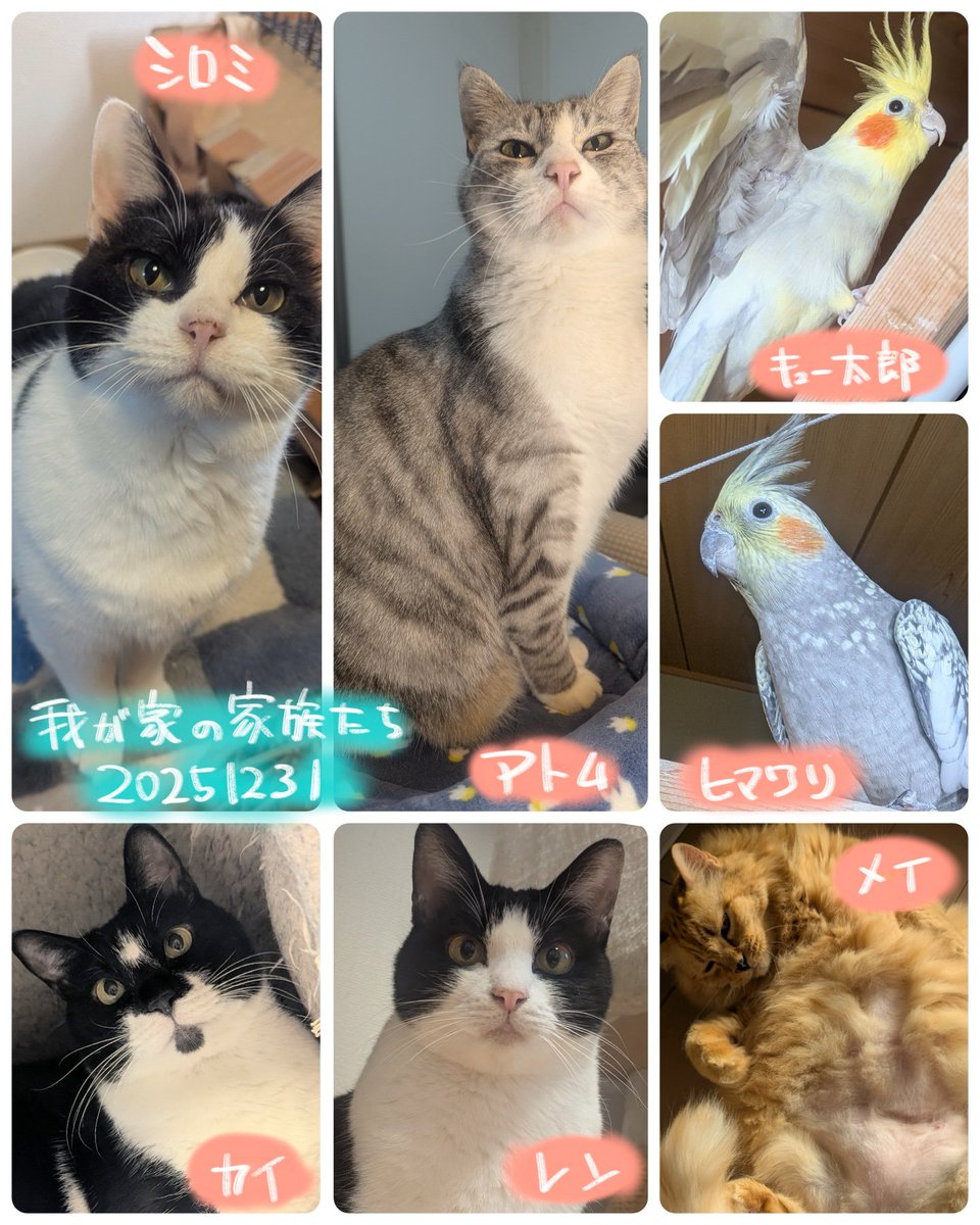 今年初詣でお願いしたのは、\, image size:960x1200