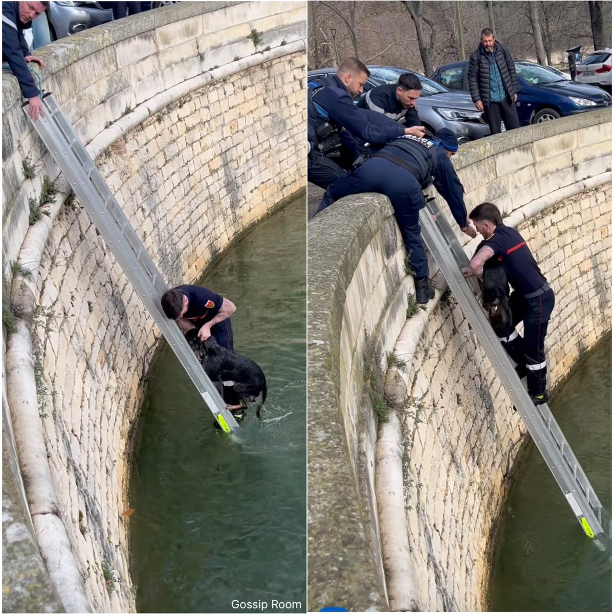 🚨 Un geste héroïque à Nîmes ! Un sapeur-pompier n’a pas hésité une seconde en découvrant un chien en détresse dans le canal de la Fontaine. Il a plongé dans l’eau glacée pour le récupérer et le mettre en sécurité !

Grâce à son courage, l’animal a pu être sauvé et pris en charge