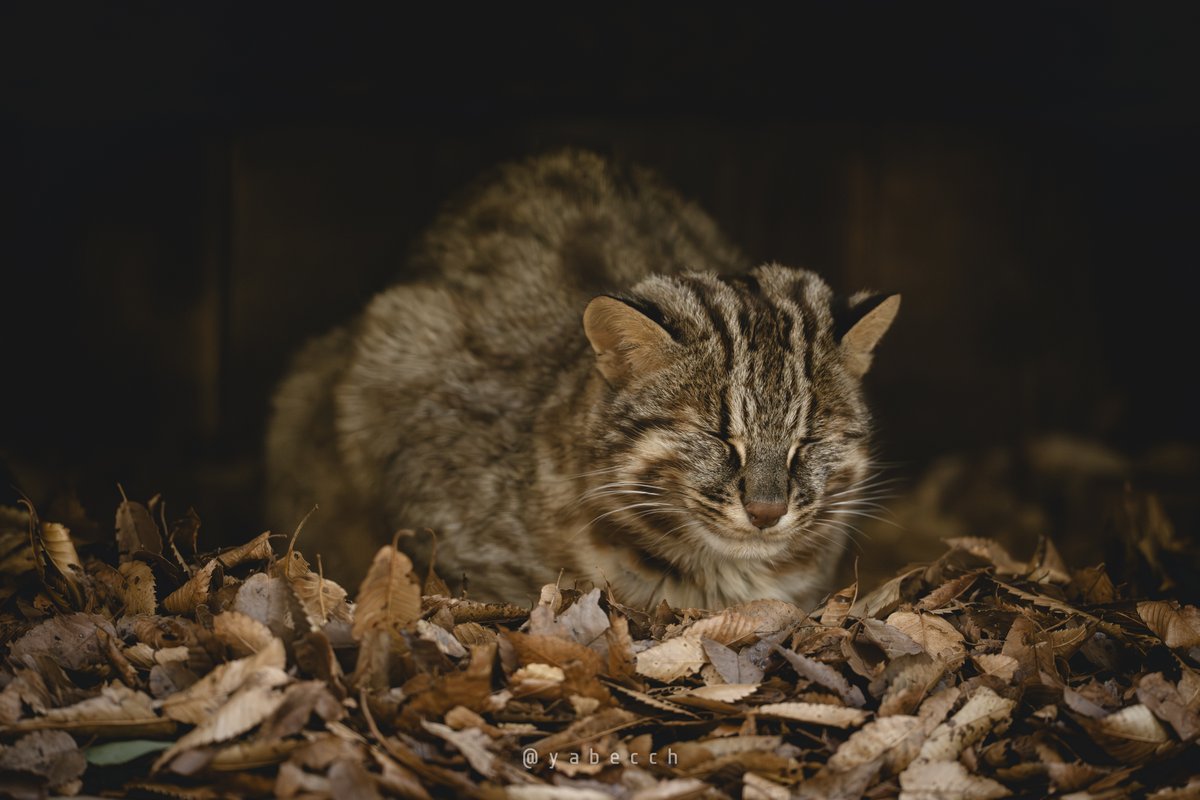 本年もいろいろな出会いがありました、ネコも人も。
皆々様大変お世話になりました。
来年もいいこといっぱいだといいなぁ。