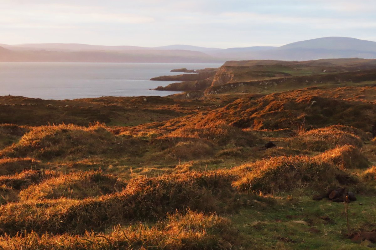 Rathlin Stickybeak tweet media