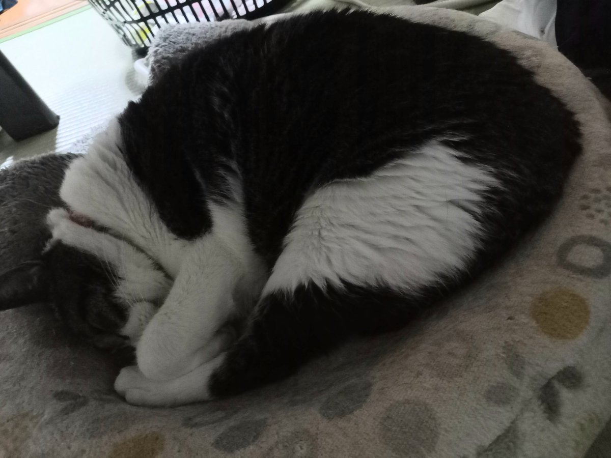 今年もお世話になりました。あまり猫の写真上げてなかった気がしますが、元気です。ニンゲンも動物も、良いお年をー！