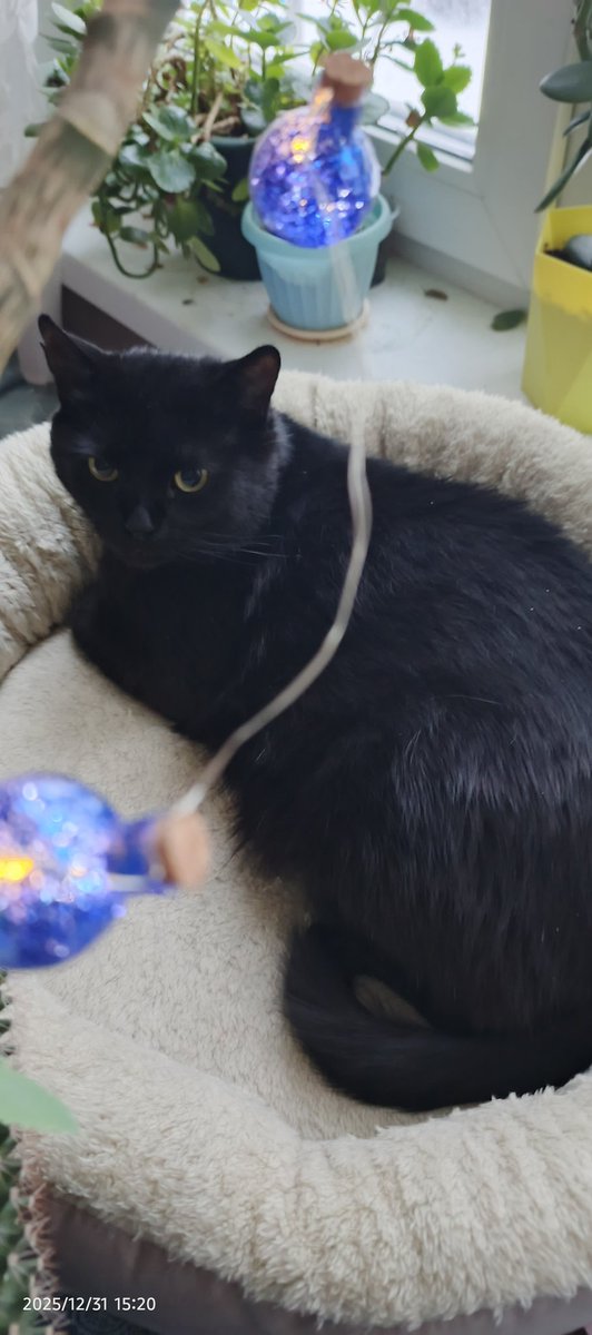 Главным достижением года и правда стали друзья, которых мы встретили в пути, так что желаю всем (да-да, тебе, читающий это юзер) не сходить со своего пути, несмотря ни на что, и встречать всех своих людей🥰🥰🥰

Мистер кот также присоединяется к поздравлениям✨
С новым годом!❄️💖