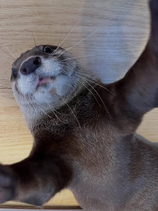 Yong_yutt's tweet image. 2025 ปีแห่งการพบเจอ

เป็นปีที่เราได้พบเจอกับผู้คนและเรื่องราวมากมาย หลายอย่างไม่เคยคิดมาก่อนเลยว่าจะเกิดขึ้นกับตัวเองในปีนี้ มีทั้งวันที่เหนื่อย วันที่ยาก และวันที่รู้สึกลำคาญบ้าง แต่สุดท้ายก็ผ่านมันมาได้ทั้งหมด เพราะเชื่อเสมอว่า “สติจะนำพาเราไปสู่ทางออกเสมอ”

ขอบคุณแฟน ๆ…