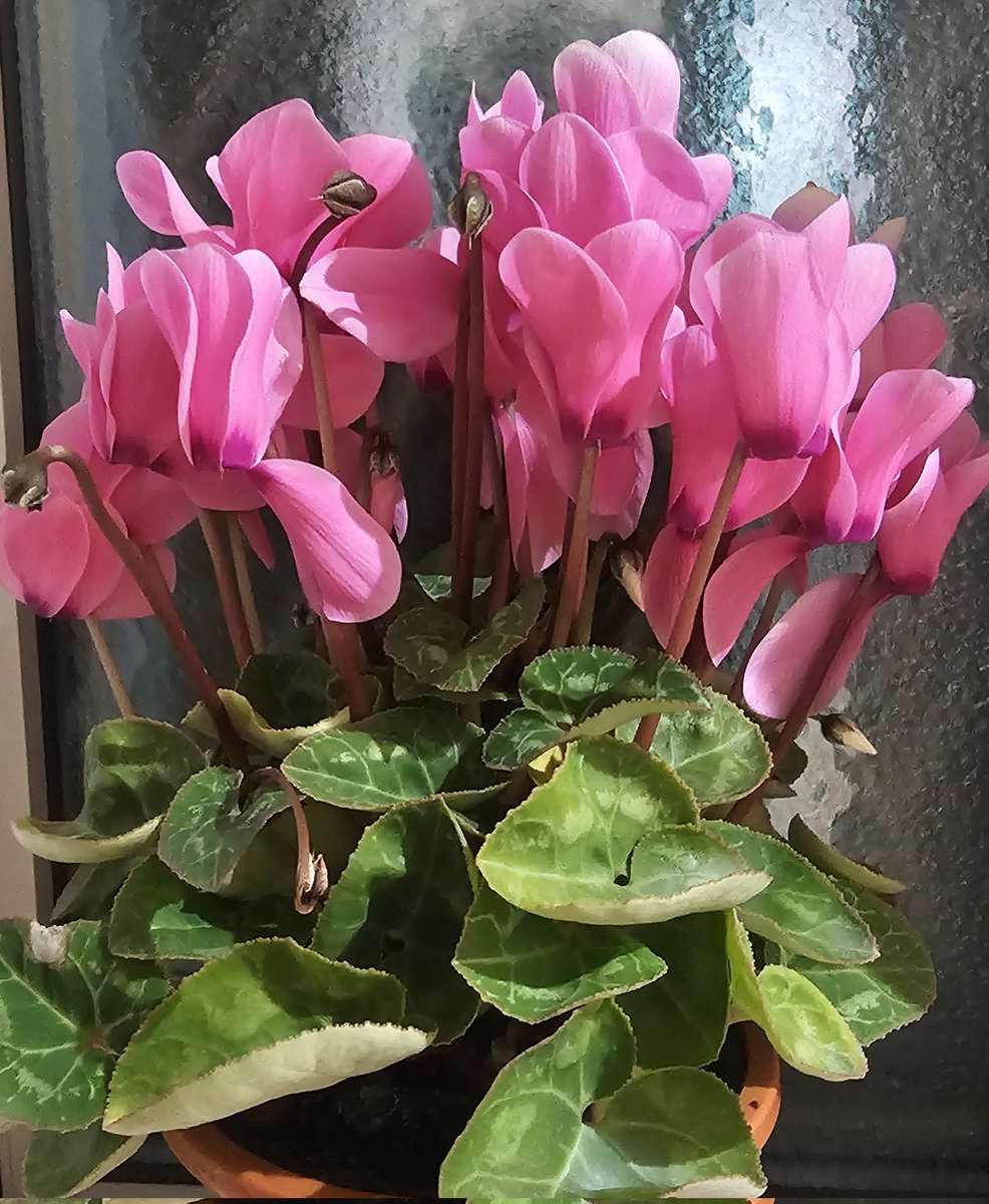 住道京阪の出展は、本日無事終了しました😽年末のお忙しい中お買い上げくださった皆様、ありがとうございました❣️
今年も気がつけば大晦日、あっという間に一年が過ぎました！本当にたくさんの方々に支えられたり応援していただきました😸心より、ありがとうございました❣️
#グラスアート·アン