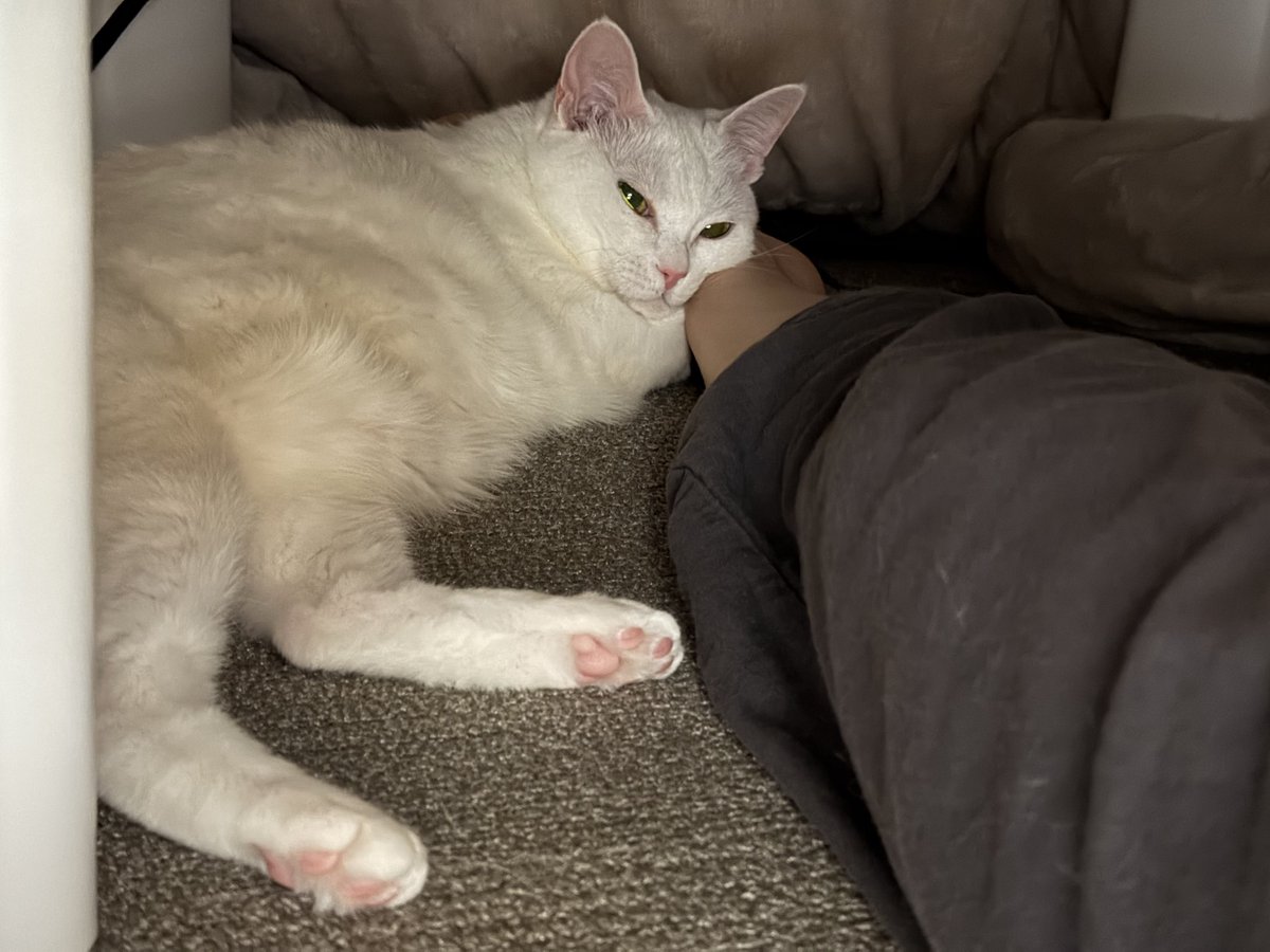 ぐう⟡꙳ =͟͟͞͞🌰ヽ( '-'ヽ)ｷｬｯﾁ (@zu_to_guu) / Posts / X