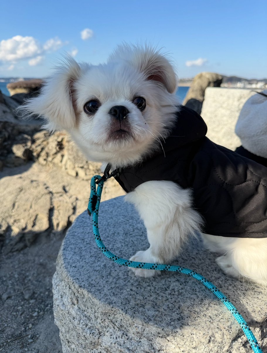 今年もありがとうございました🍀
新たな沼にハマったり、7月からダイエットを初めて-12キロ減量したり、11月にわんこをお迎えしたり🐶
ドル活もちゃんと、ゆるっと楽しんでます♡
なかなか覗きにこられないけど、来年もよろしくお願いします🙇‍♀️