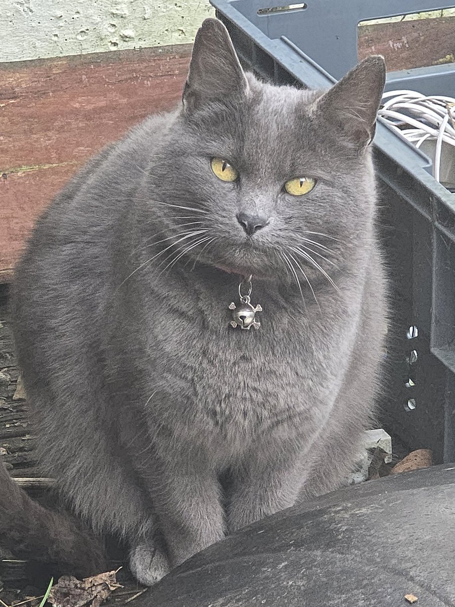 Im not body shaming my cat but I think bluebell is turning into a blueberry 🤔😂. 

Im going to end up calling her Violet.. her son is called Augustus..so 🙈😅. 

Like im actually glad shes put weight on..even after 9 years 😂🤩.
