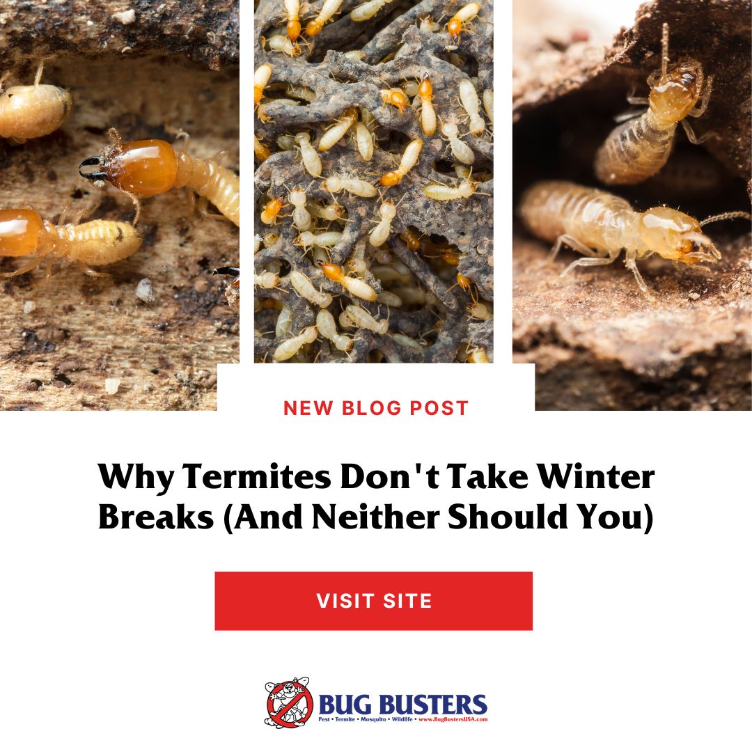 Bug Busters, Inc. tweet media