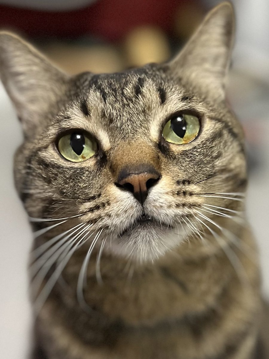 ただの猫好き (@chitakohaku) / Posts / X