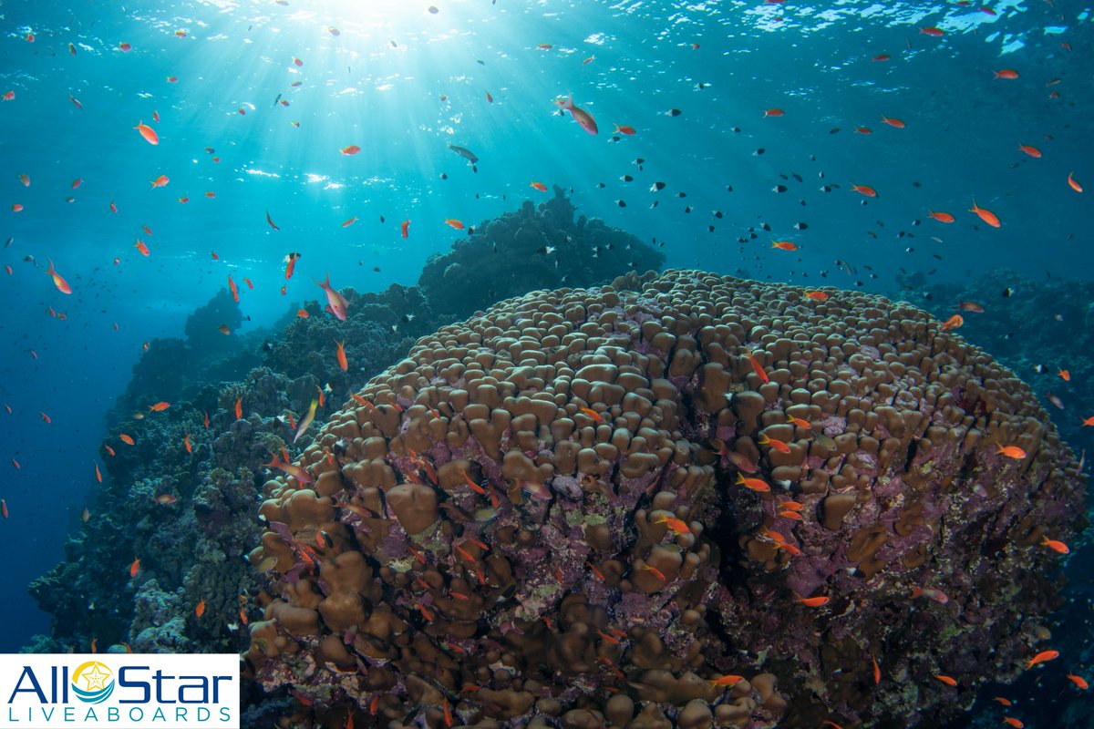 DiveASL's tweet image. 🎆🌊 Happy New Year's Eve! 🎇🐠 
We hope you are enjoying fireworks above or colorful fish fireworks below! Thank you to all who spent time with us in 2025 and we can't wait to meet you in 2026 in the breathtaking depths below and onboard our boats!

~Red Sea

#allstarliveaboards