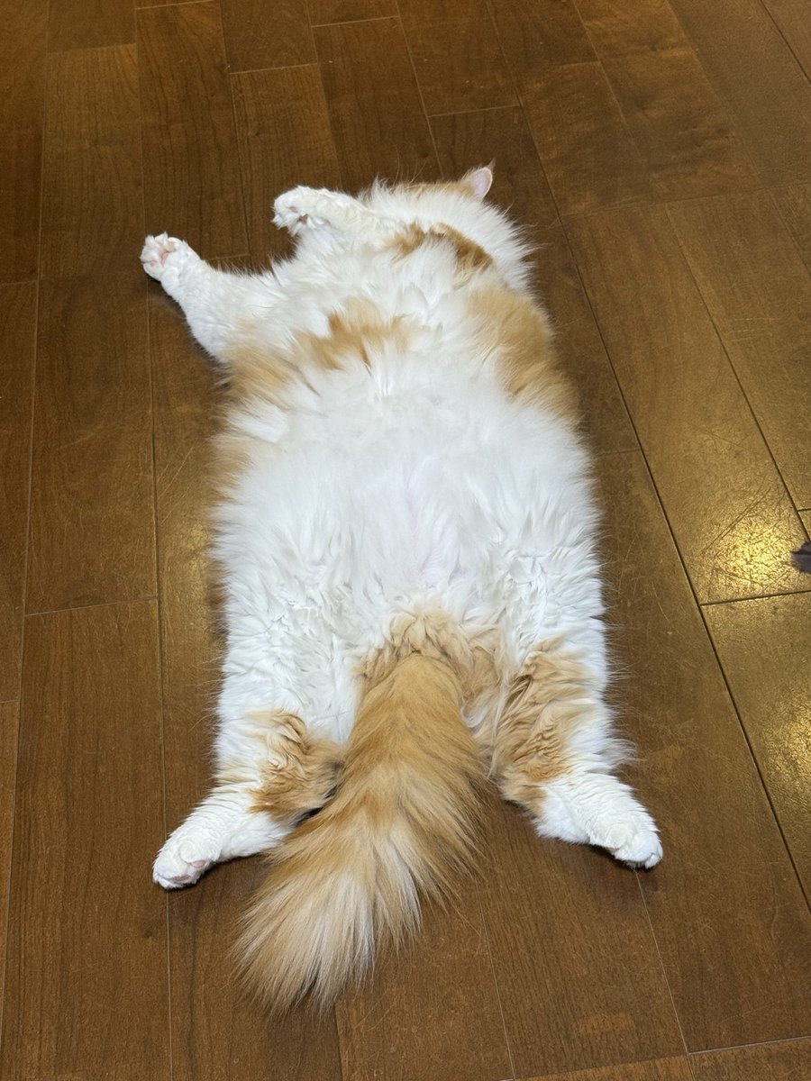 P (メインクーン飼いました) (@May_Chan_KW) / Posts / X