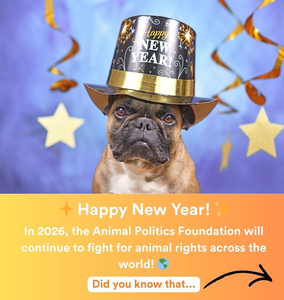 Animal Politics Foundation - Party for the Animals tweet media