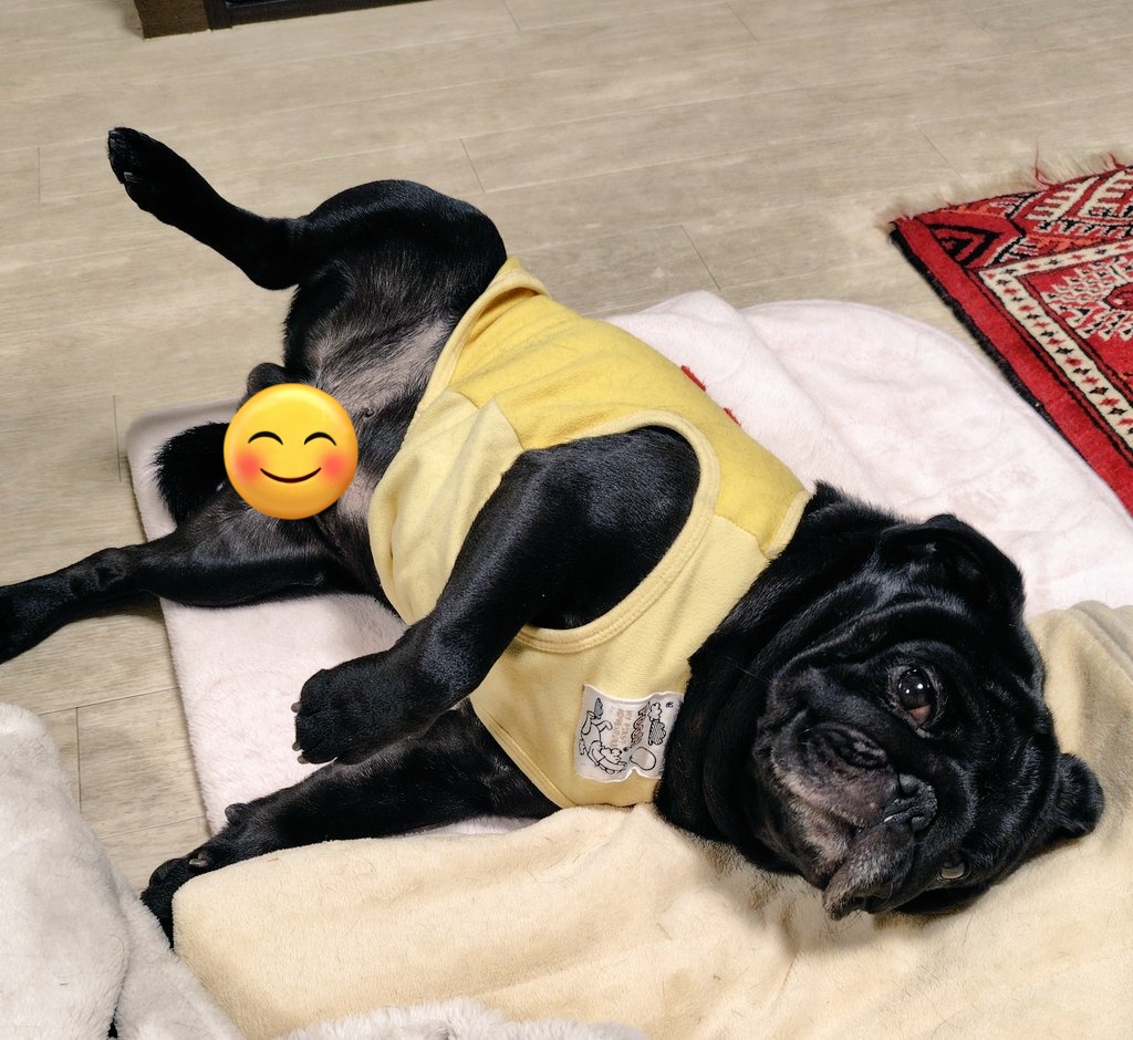 大晦日も変わらずマイペースなお二人さん😽🐶2025年も元気でいてくれてありがとう。皆様よいお年をお迎え下さい🎍🐴
#エキゾチックショートヘア
#パグ　#猫と犬のいる暮らし