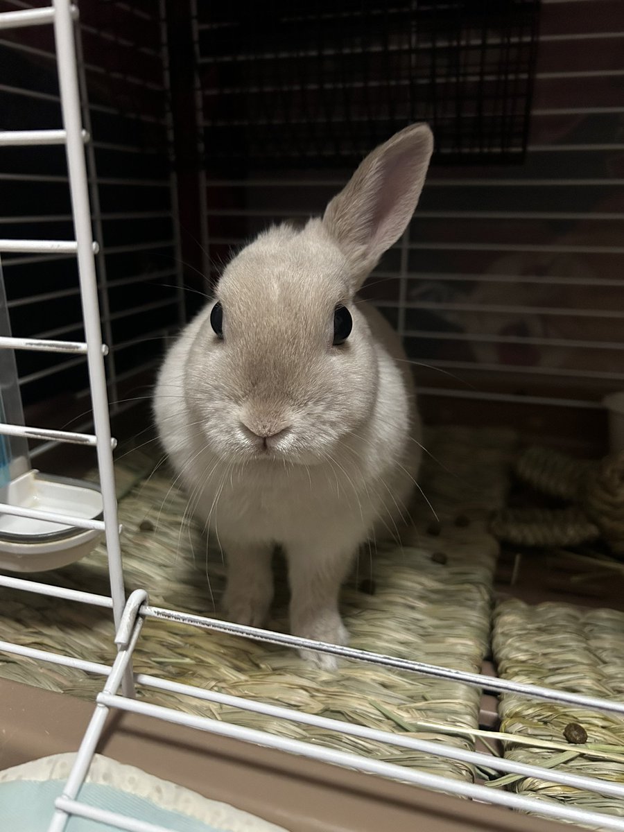 シュクレ🐇 ⸝⋆⸝⋆ (@sucre_usagi) on Twitter photo 